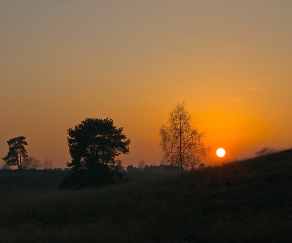 Обои небо, деревья, солнце, закат, горизонт, the sky, trees, the sun, sunset, horizon разрешение 1920x1200 Загрузить