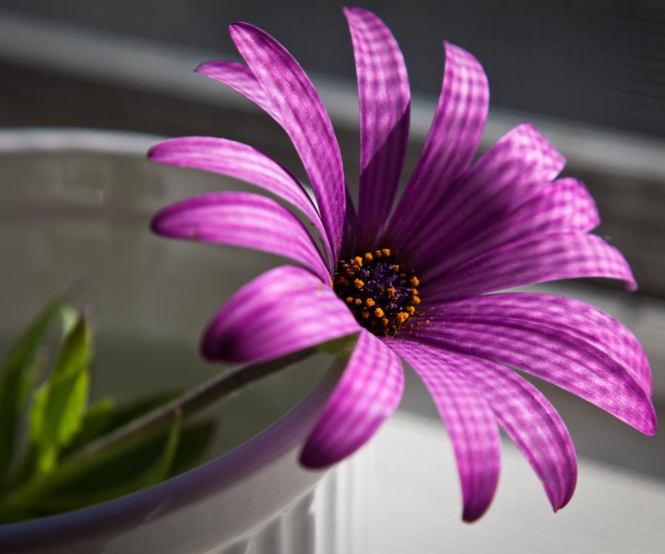 Обои макро, цветок, пурпурный, остеоспермум, африканская ромашка, macro, flower, purple, osteospermum, african daisy разрешение 2560x1600 Загрузить