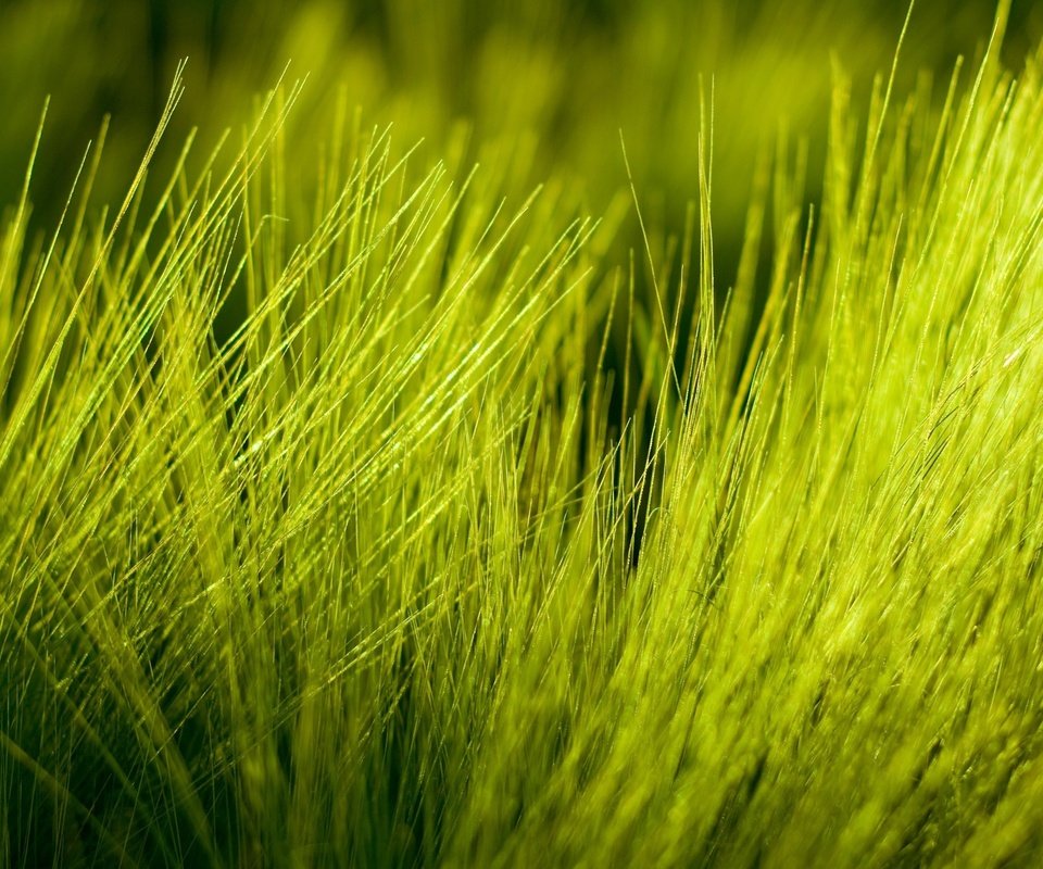 Обои природа, фото, макро трава, high quality wallpapers, nature, photo, macro grass разрешение 2560x1600 Загрузить