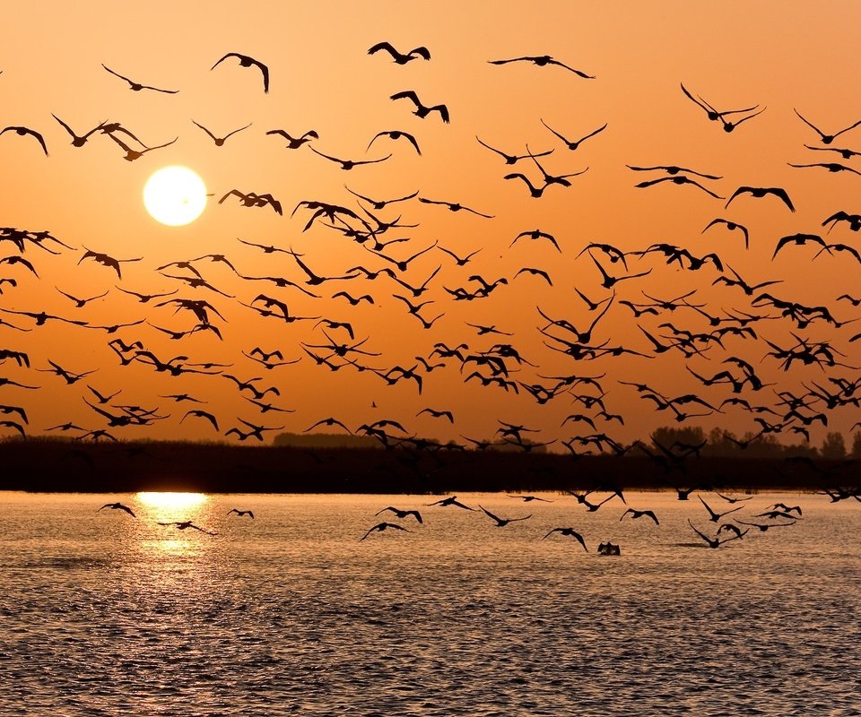 Обои озеро, закат, птицы, стая, lake, sunset, birds, pack разрешение 1920x1061 Загрузить