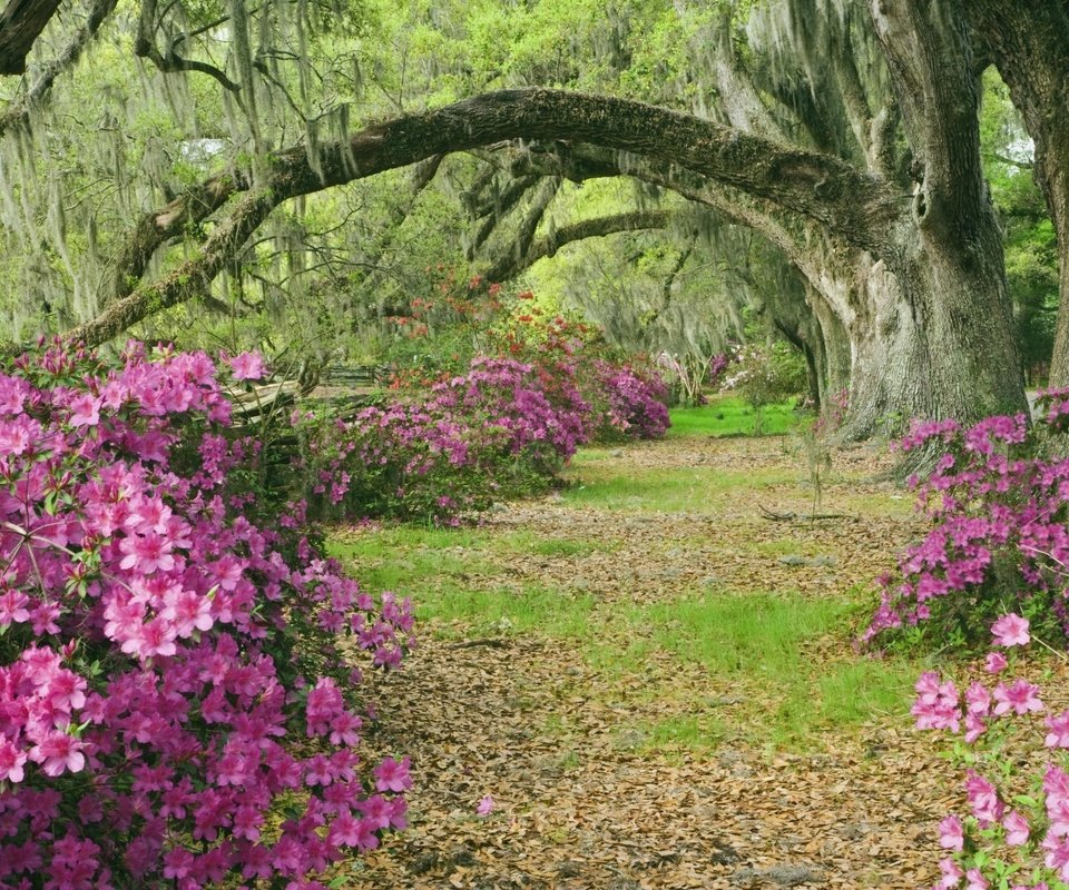 Обои деревья, аллея, азалии, южная каролина, trees, alley, azaleas, south carolina разрешение 2000x1333 Загрузить