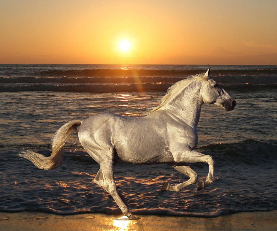 Обои лошадь, море, пляж, конь, жеребец, голоп, horse, sea, beach, stallion, the golop разрешение 1920x1080 Загрузить