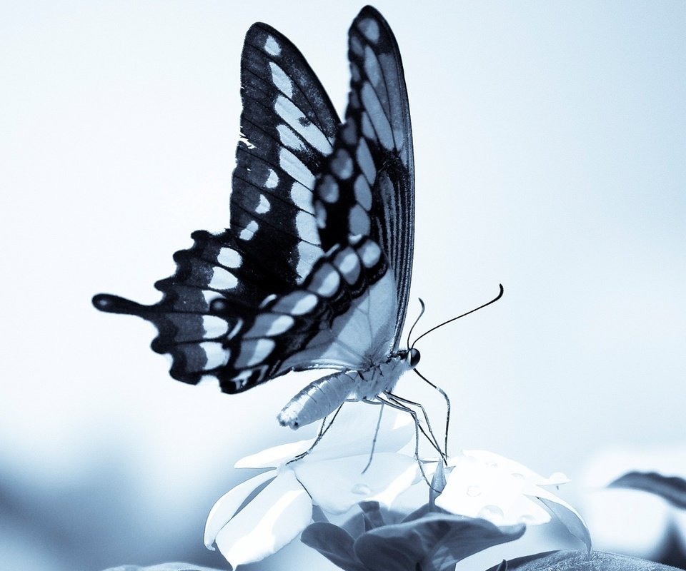 Обои бабочка, крылья, хоботок, butterfly, wings, proboscis разрешение 1920x1200 Загрузить