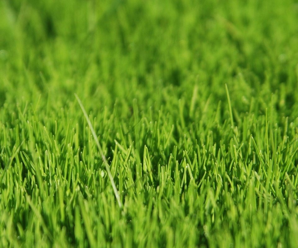 Обои трава, зелёный, grass, green разрешение 1920x1200 Загрузить