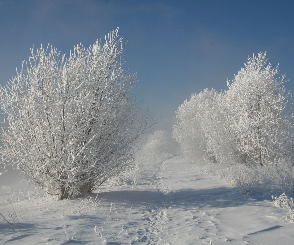 Обои деревья, снег, природа, зима, trees, snow, nature, winter разрешение 3456x2304 Загрузить