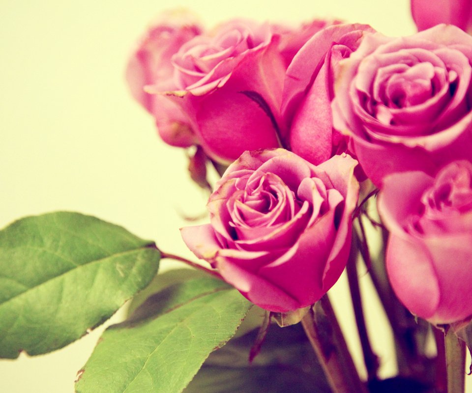 Обои цветы, бутоны, листья, макро, розы, лепестки, букет, розовые, flowers, buds, leaves, macro, roses, petals, bouquet, pink разрешение 2560x1600 Загрузить