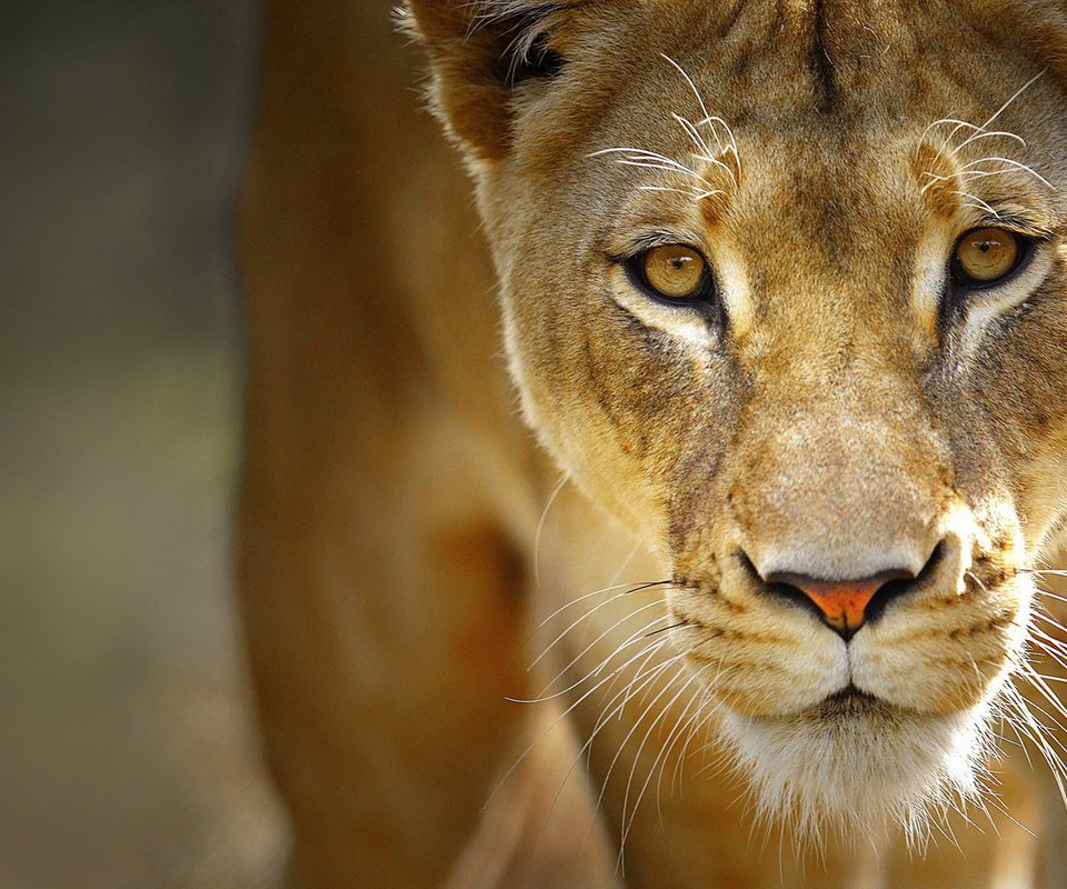Обои глаза, морда, усы, хищник, лев, львица, eyes, face, mustache, predator, leo, lioness разрешение 1920x1200 Загрузить