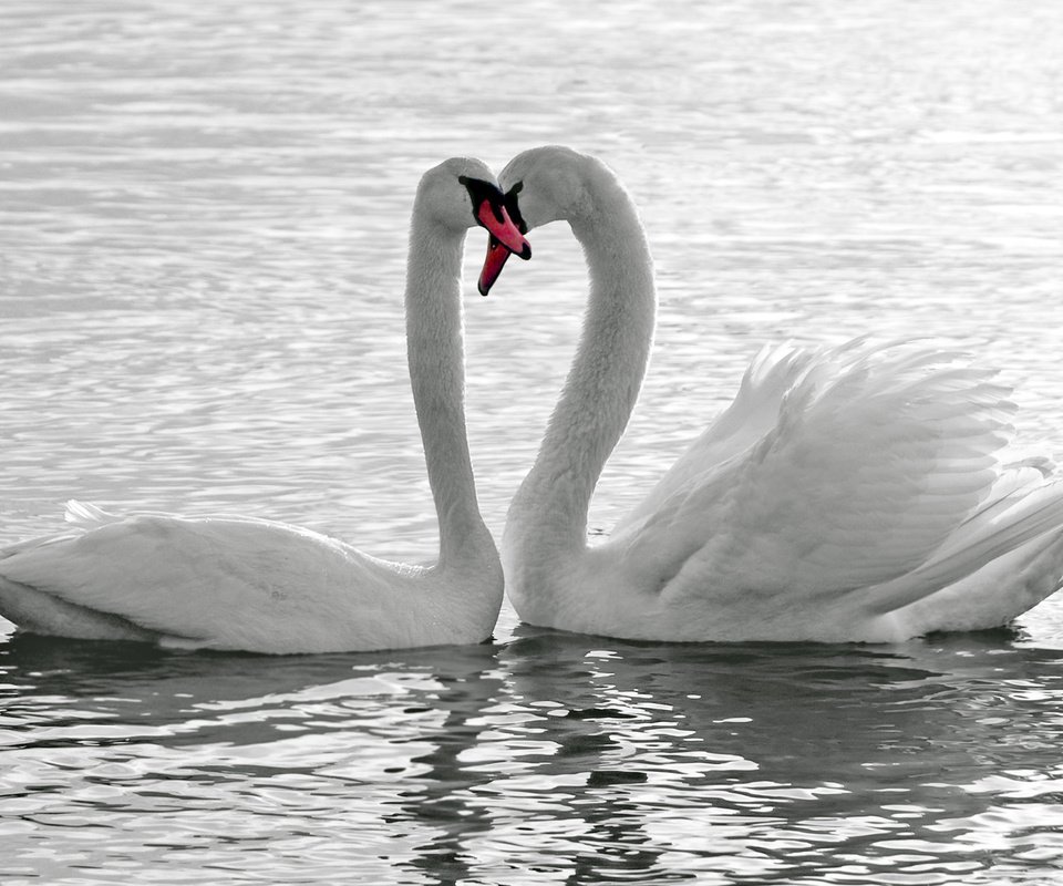 Обои озеро, птицы, любовь, лебеди, верность, lake, birds, love, swans, loyalty разрешение 2560x1600 Загрузить