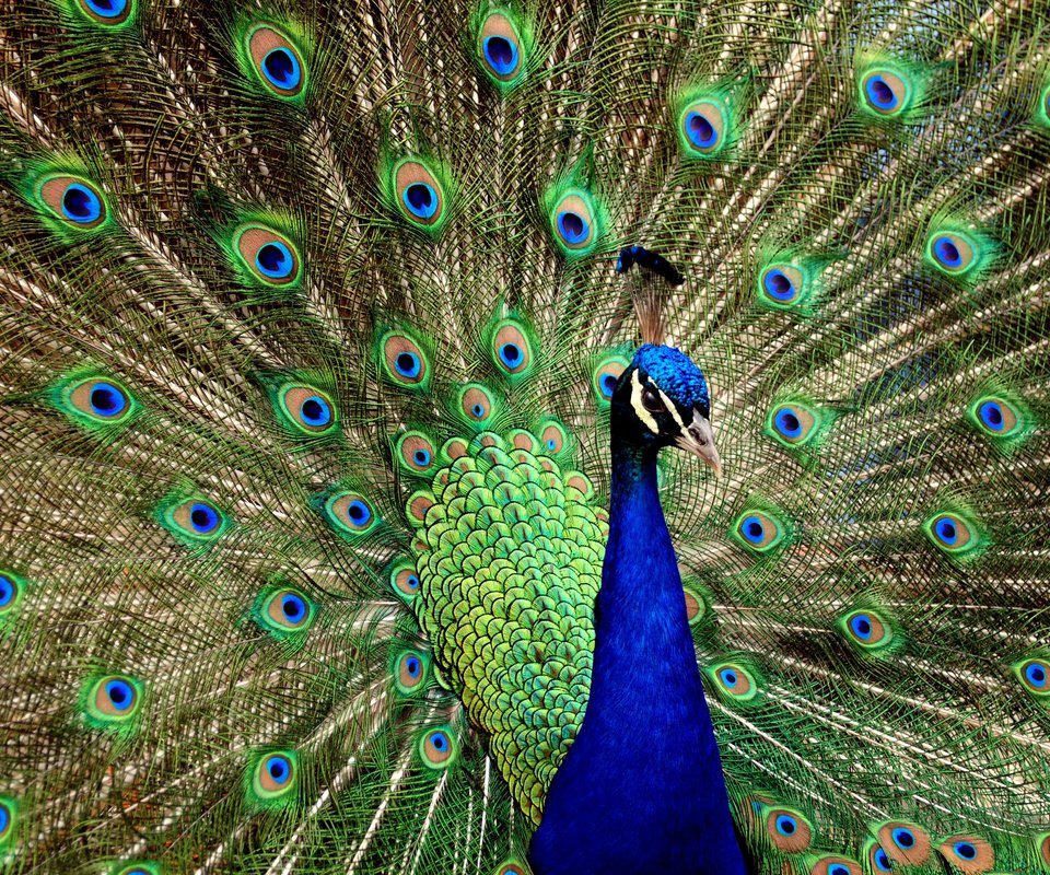 Обои птица, павлин, хвост, bird, peacock, tail разрешение 2560x1600 Загрузить