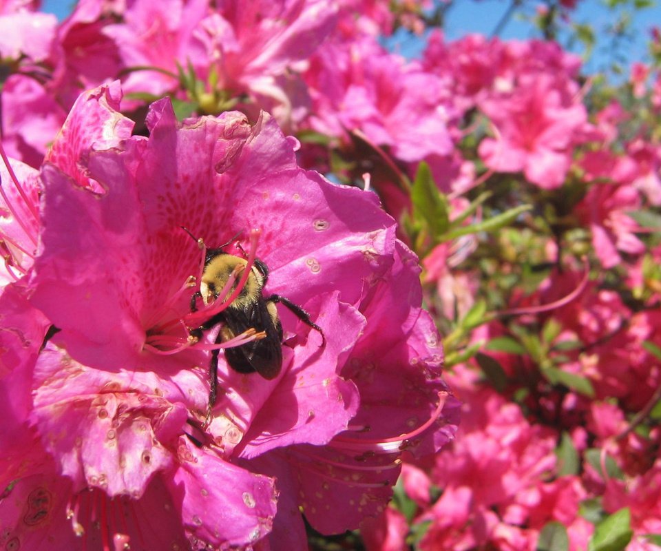 Обои цветок, лето, шмель, flower, summer, bumblebee разрешение 1920x1200 Загрузить