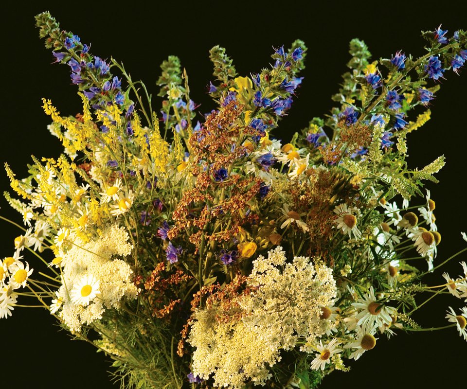 Обои цветы, фон, ромашки, букет, полевые цветы, flowers, background, chamomile, bouquet, wildflowers разрешение 1920x1200 Загрузить
