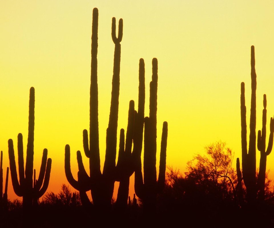 Обои закат, пустыня, колючки, кактус, sunset, desert, barb, cactus разрешение 1999x1333 Загрузить