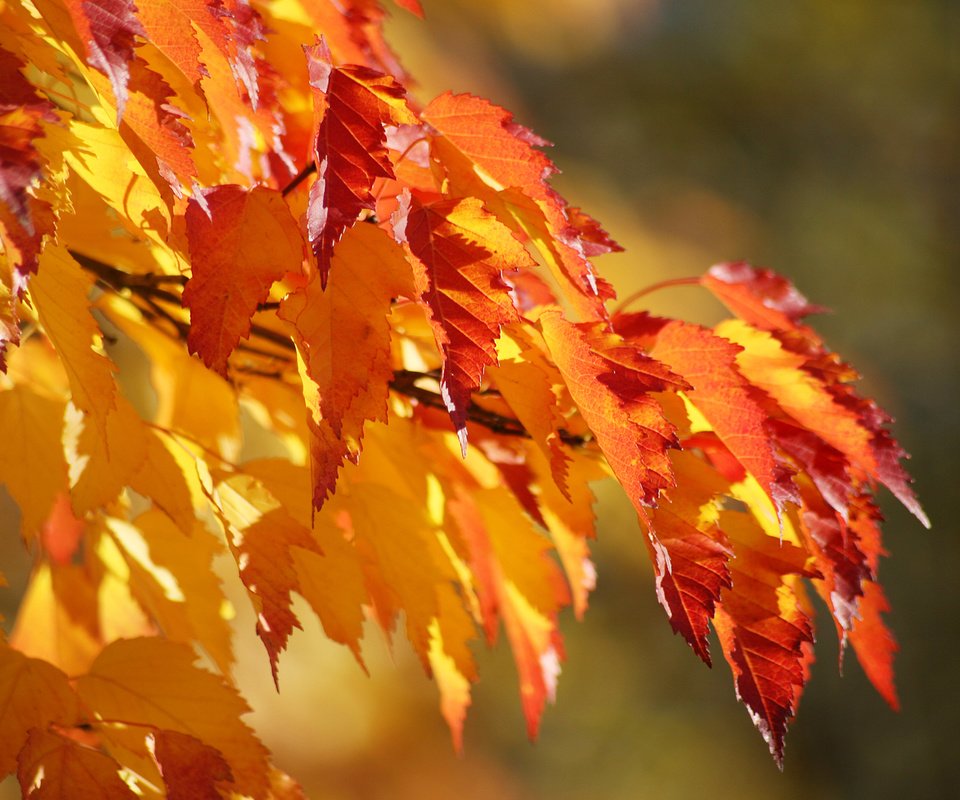 Обои листва, осень, клен, foliage, autumn, maple разрешение 1920x1080 Загрузить