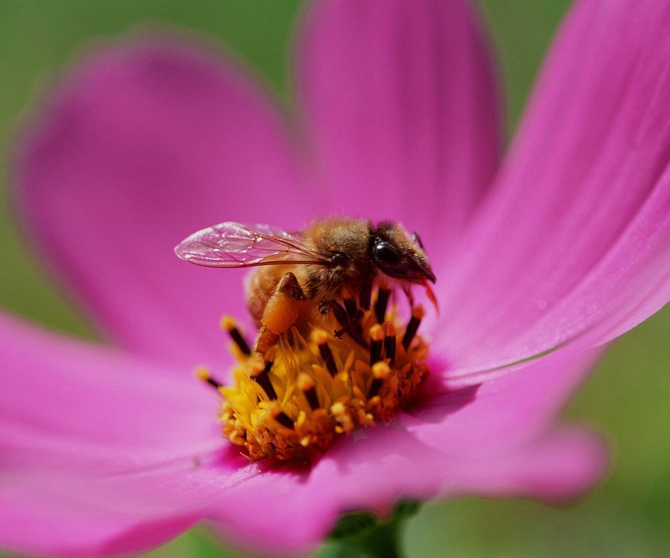 Обои бутон, пчела, нектар, bud, bee, nectar разрешение 1920x1200 Загрузить