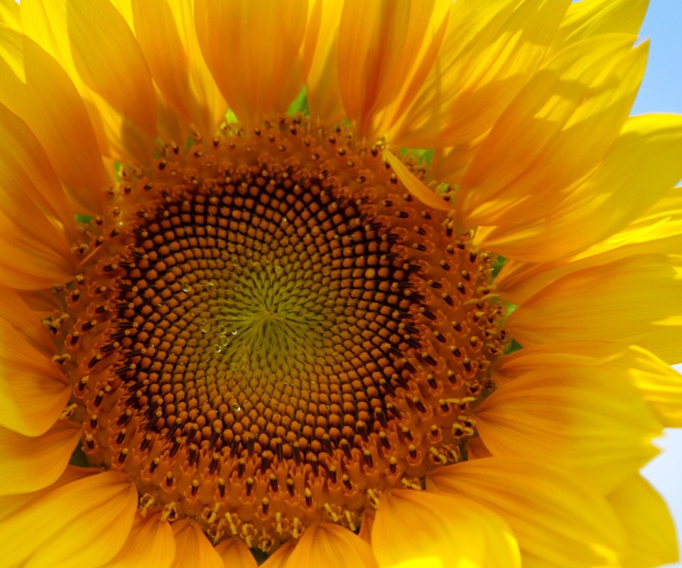 Обои желтый, макро, цветок, лепестки, подсолнух, yellow, macro, flower, petals, sunflower разрешение 1920x1200 Загрузить