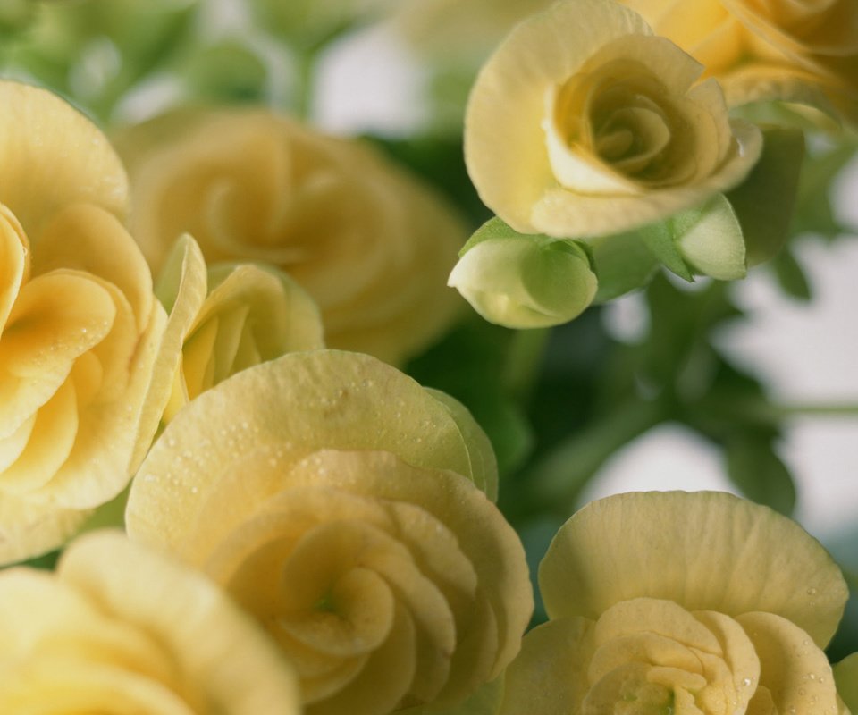 Обои цветы, лепестки, бегония, flowers, petals, begonia разрешение 1920x1200 Загрузить