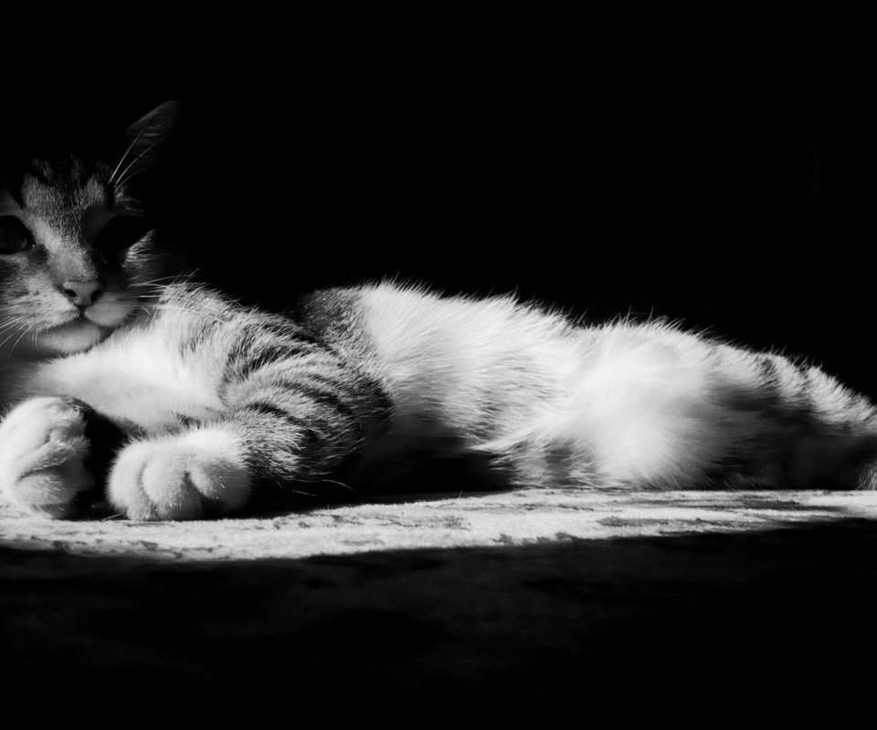 Обои кот, мордочка, кошка, взгляд, чёрно-белое, cat, muzzle, look, black and white разрешение 1920x1200 Загрузить
