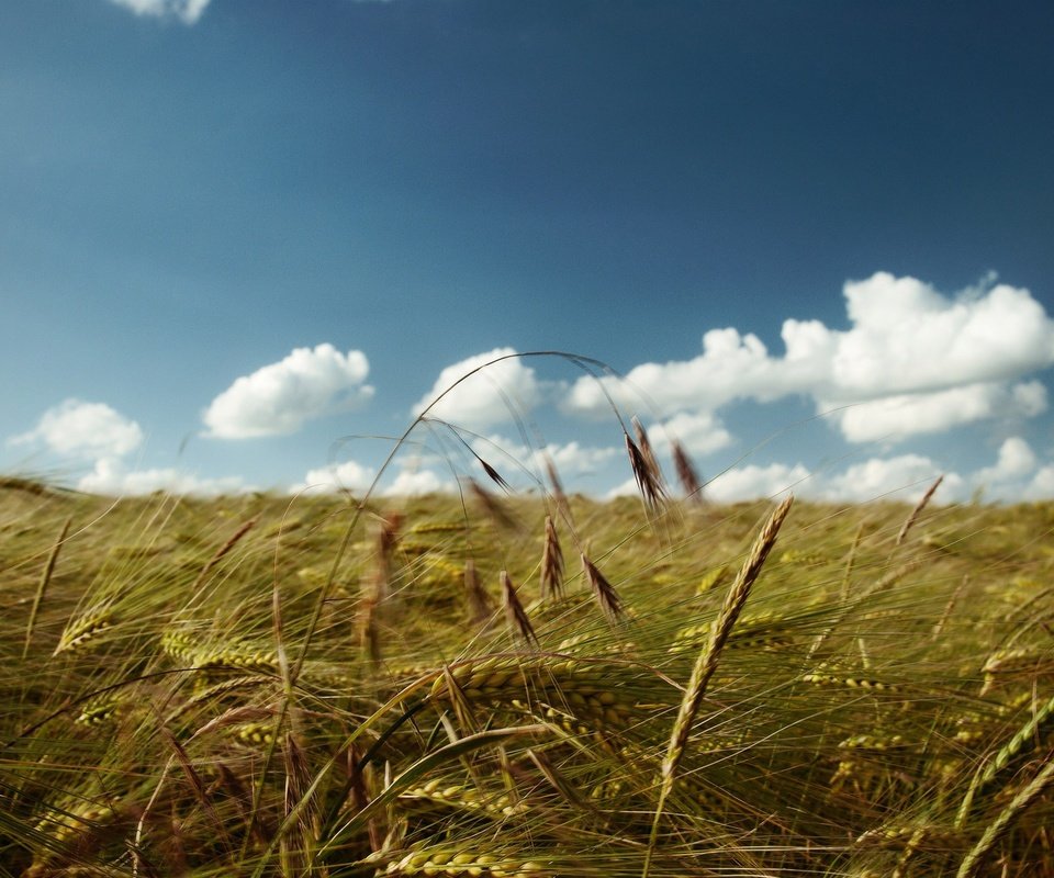 Обои небо, облака, поле, колосья, пшеница, the sky, clouds, field, ears, wheat разрешение 2560x1600 Загрузить