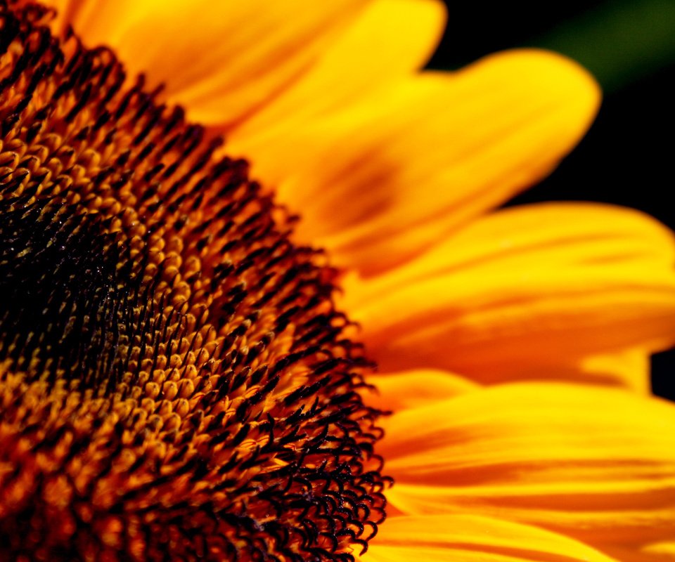 Обои желтый, цветок, лепестки, подсолнух, крупным планом, yellow, flower, petals, sunflower, closeup разрешение 2560x1600 Загрузить