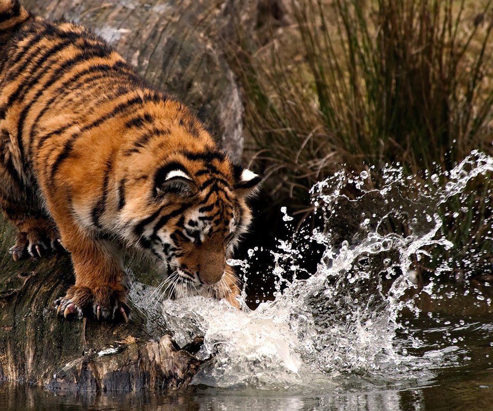 Обои тигр, вода, брызги, лапа, охота, tiger, water, squirt, paw, hunting разрешение 1920x1080 Загрузить