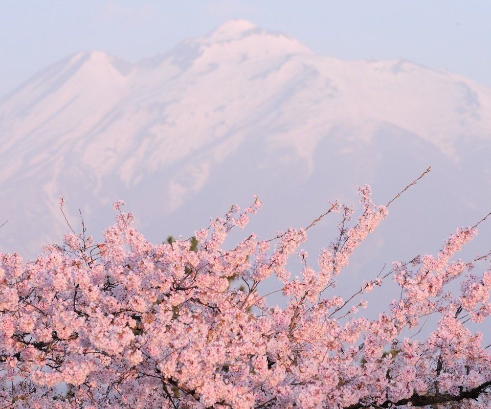 Обои горы, розовое, цветущая сакура, mountains, pink, cherry blossoms разрешение 2560x1600 Загрузить