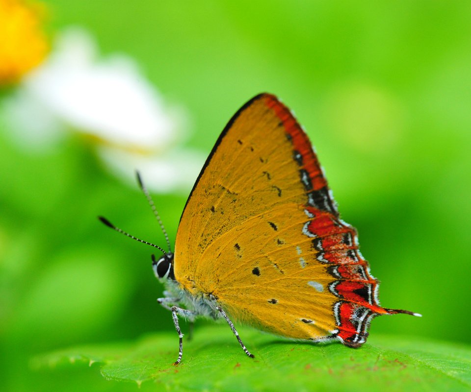 Обои природа, насекомое, бабочка, крылья, лист, nature, insect, butterfly, wings, sheet разрешение 1920x1200 Загрузить