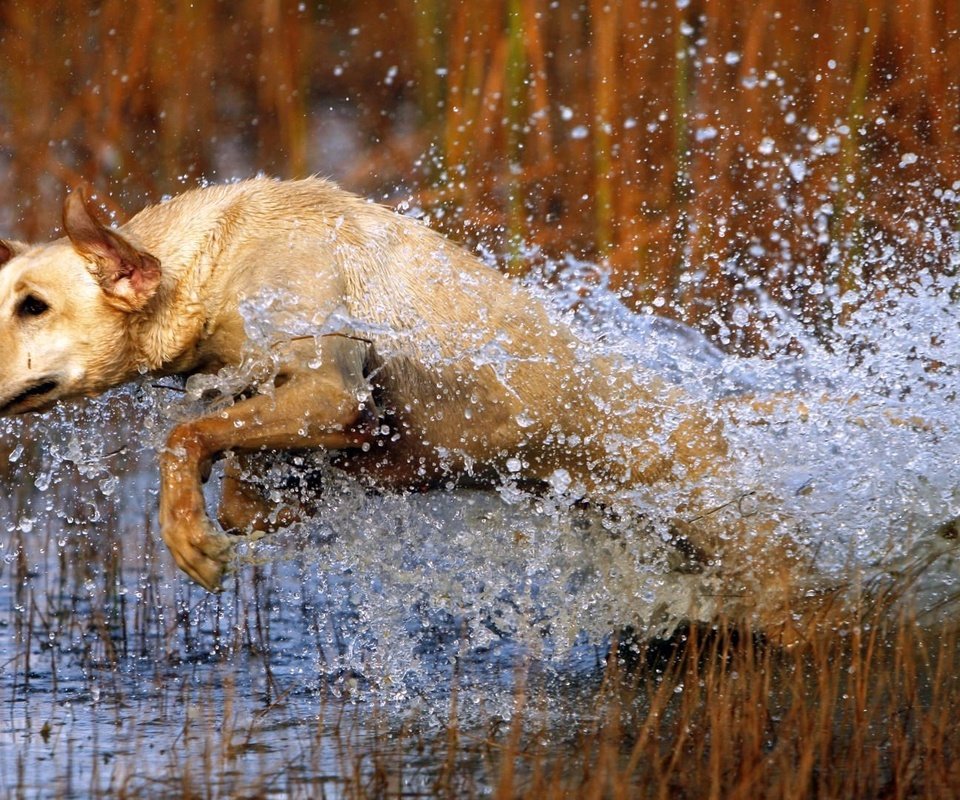 Обои трава, вода, собака, прыжок, охота, лабрадор, grass, water, dog, jump, hunting, labrador разрешение 1920x1080 Загрузить