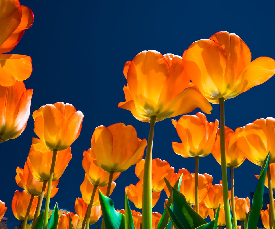 Обои цветы, тюльпаны, ночь., flowers, tulips, night. разрешение 2560x1920 Загрузить
