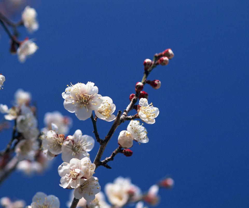 Обои небо, цветение, ветки, весна, the sky, flowering, branches, spring разрешение 2560x1920 Загрузить