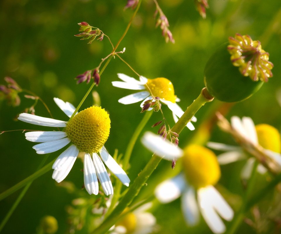 Обои цветы, природа, макро, лепестки, ромашки, стебли, flowers, nature, macro, petals, chamomile, stems разрешение 2560x1600 Загрузить