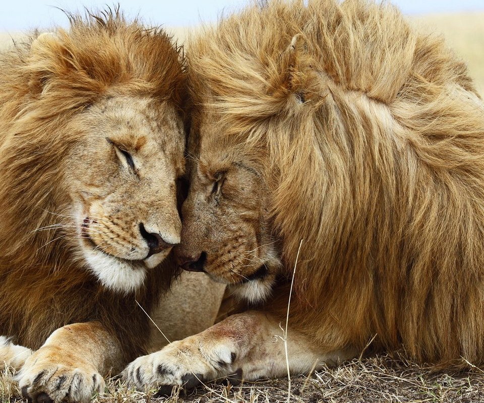 Обои морда, хищник, большая кошка, львы, лев, пьвы, face, predator, big cat, lions, leo разрешение 1920x1080 Загрузить