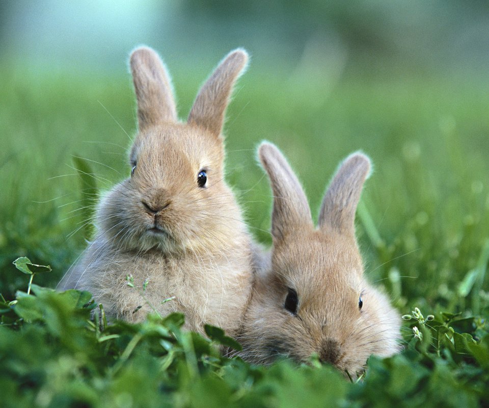 Обои трава, поляна, кролики, grass, glade, rabbits разрешение 1920x1200 Загрузить