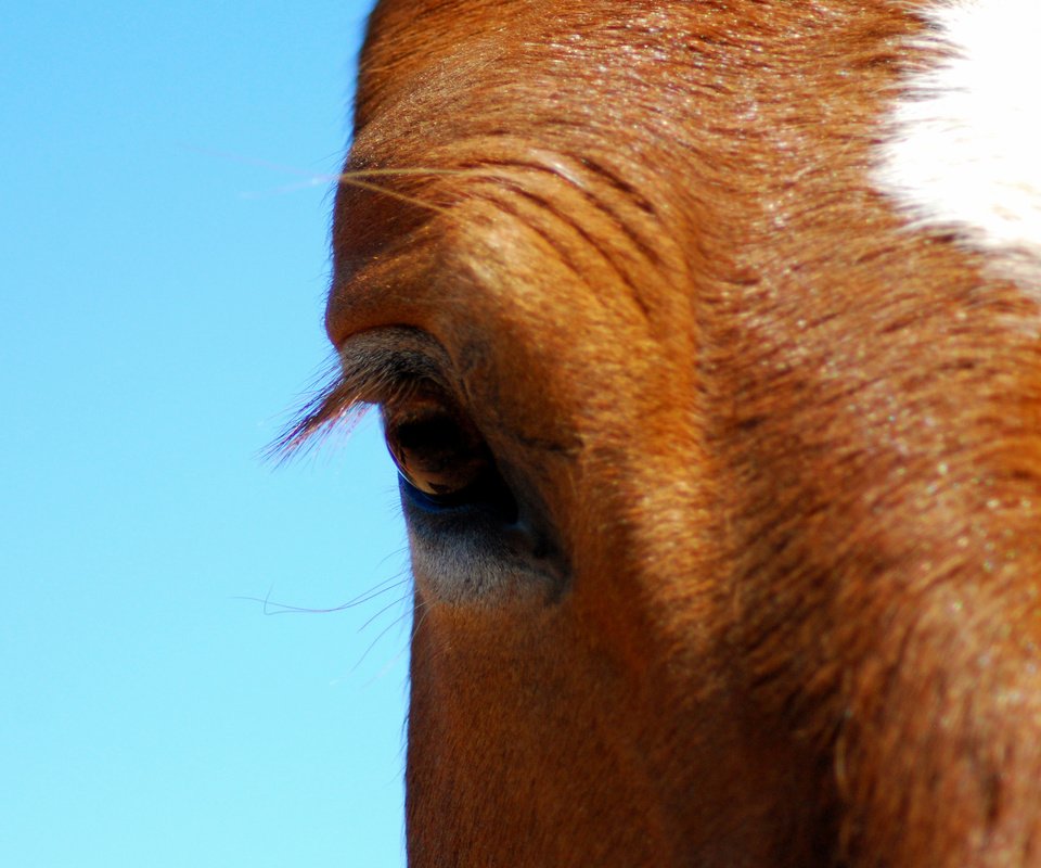 Обои лошадь, конь, крупным планом, horse, closeup разрешение 2560x1600 Загрузить