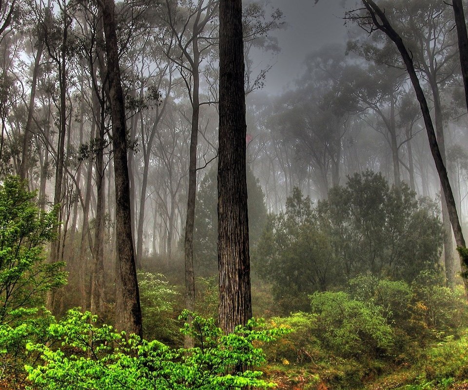 Обои лес, туман, заросли, forest, fog, thickets разрешение 1920x1200 Загрузить