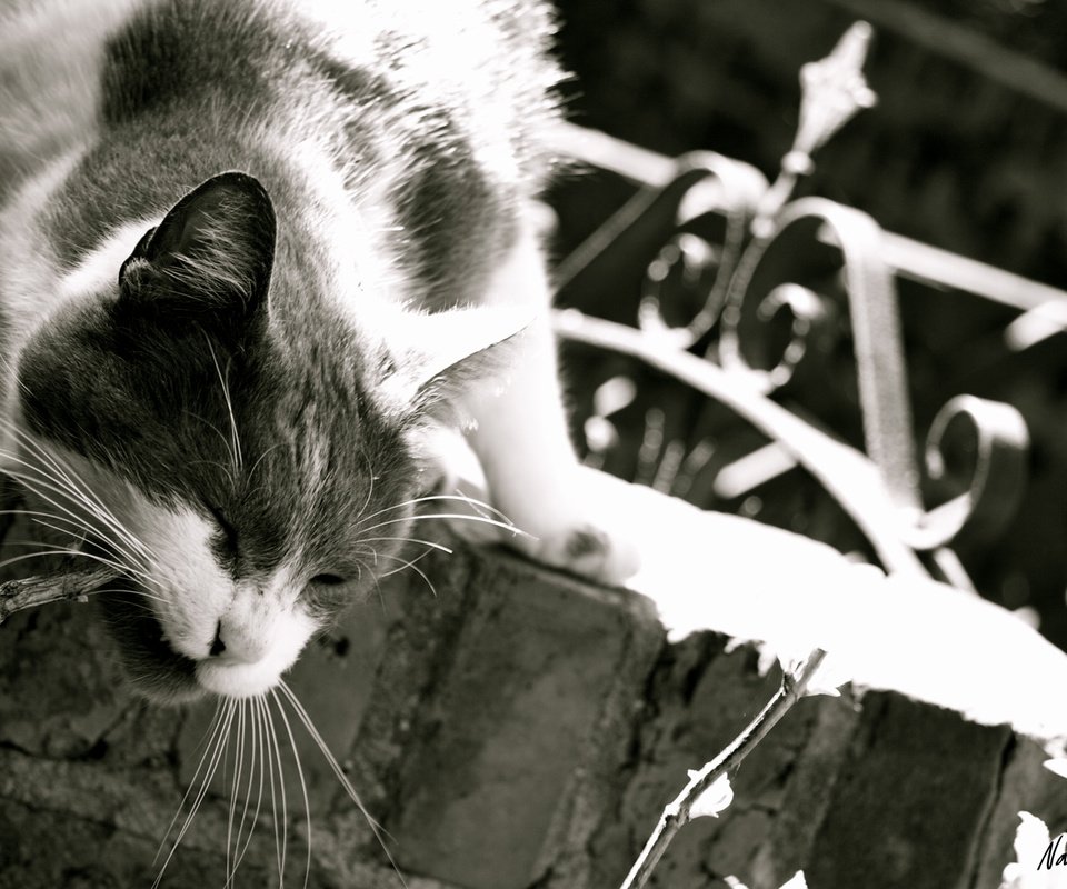 Обои кот, мордочка, усы, кошка, чёрно-белое, cat, muzzle, mustache, black and white разрешение 1920x1200 Загрузить