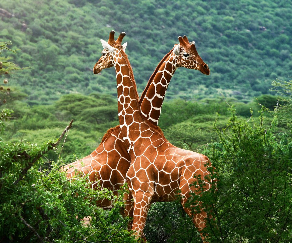 Обои зелень, африка, саванна, жирафы, greens, africa, savannah, giraffes разрешение 1920x1200 Загрузить
