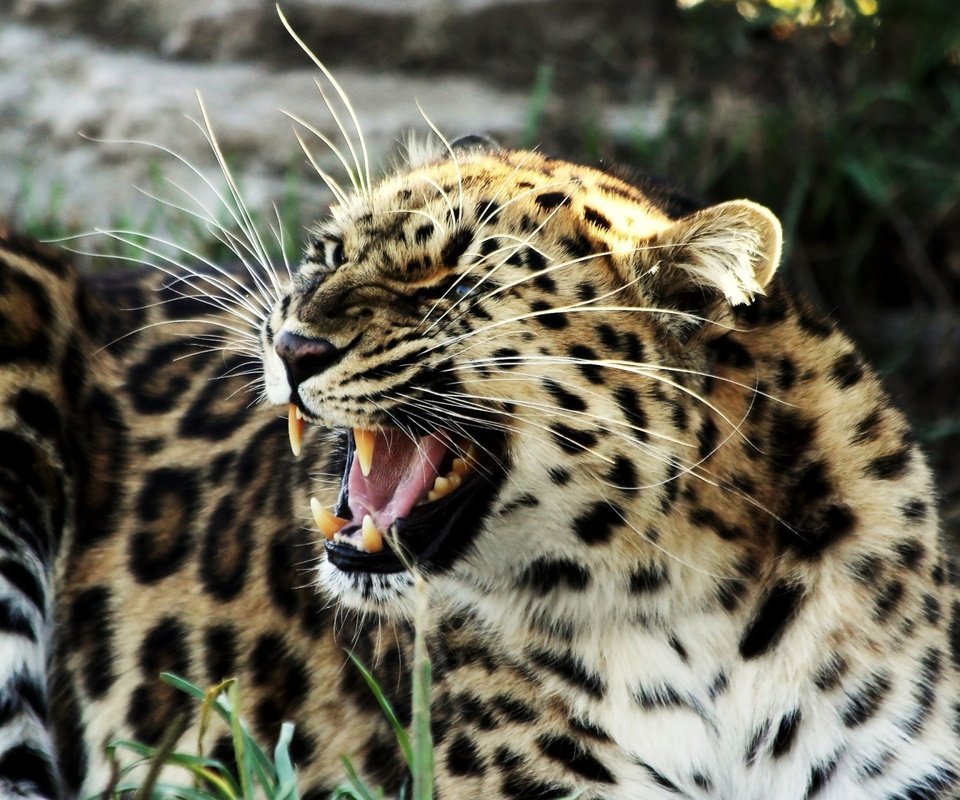 Обои леопард, большая кошка, оскал, злой, пятнистый, агрессия, leopard, big cat, grin, evil, spotted, aggression разрешение 2048x1280 Загрузить