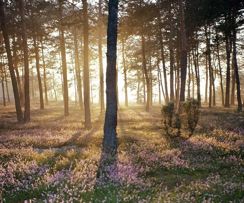 Обои лес, пейзаж, солнечный свет, forest, landscape, sunlight разрешение 1920x1080 Загрузить