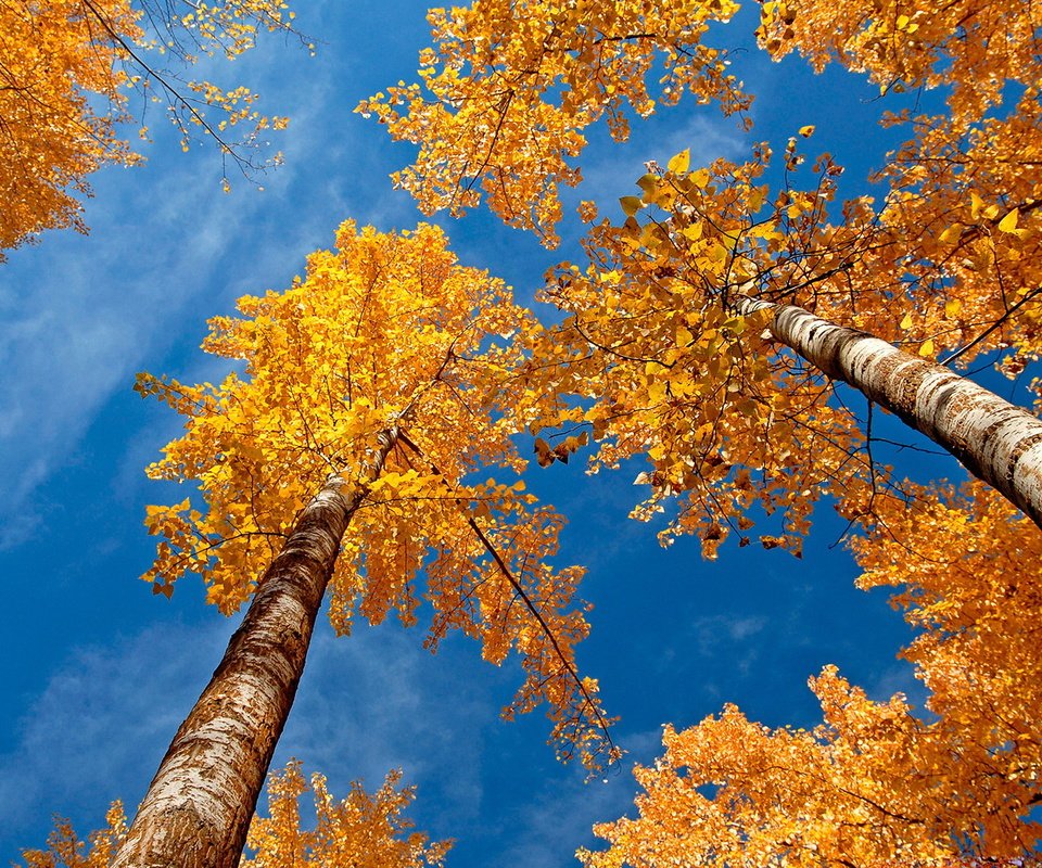 Обои небо, деревья, березы, осень, желтые листья, крона, вид снизу, the sky, trees, birch, autumn, yellow leaves, crown, bottom view разрешение 1920x1080 Загрузить