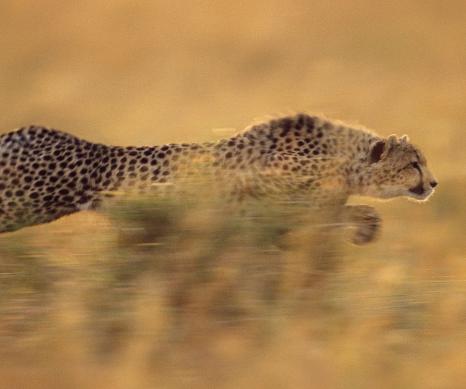 Обои бег, гепард, стремительный, running, cheetah, rapid разрешение 1920x1080 Загрузить