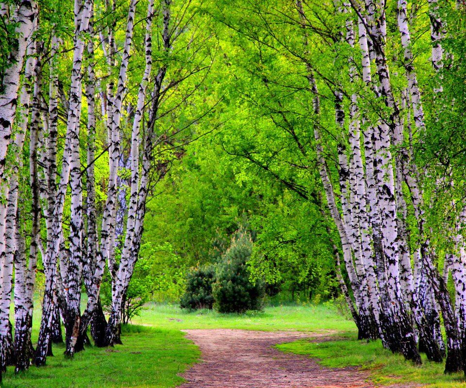 Обои деревья, лес, березы, тропинка, лесок, trees, forest, birch, path, grove разрешение 2560x1600 Загрузить