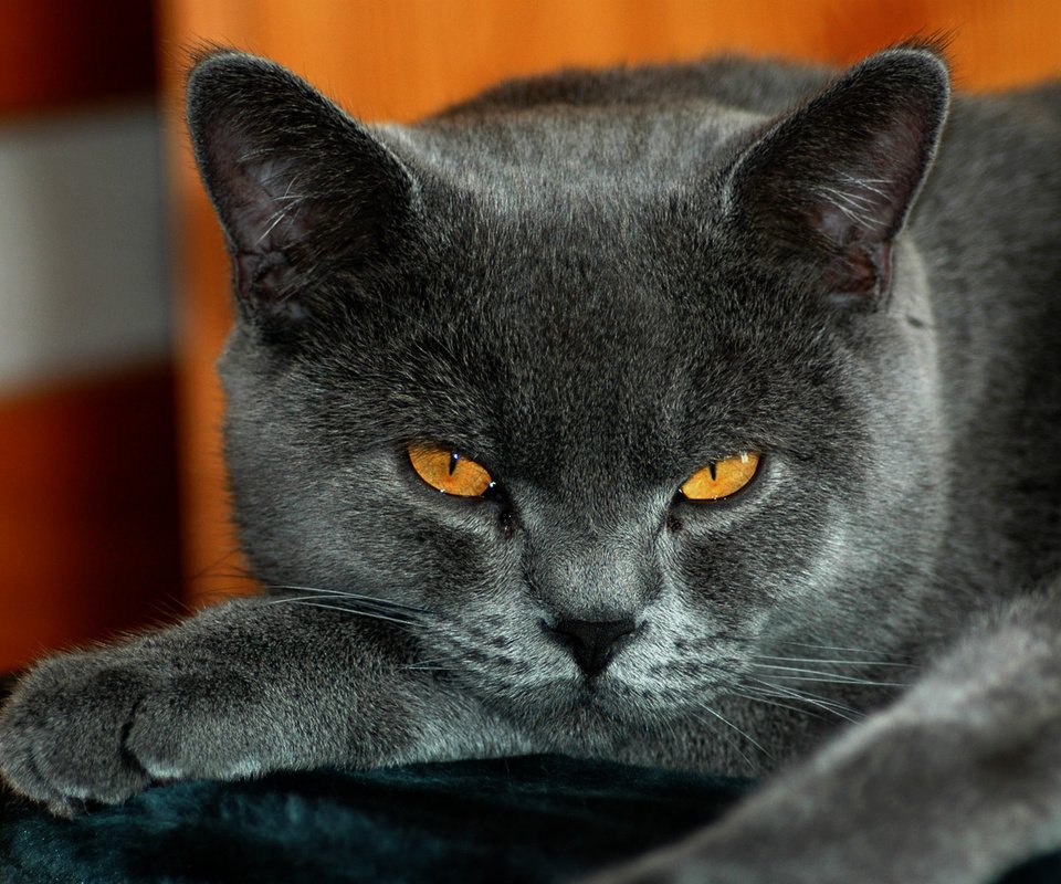 Обои кот, взгляд, британский, окрас, черный кот, желтые глаза, cat, look, british, color, black cat, yellow eyes разрешение 1920x1200 Загрузить