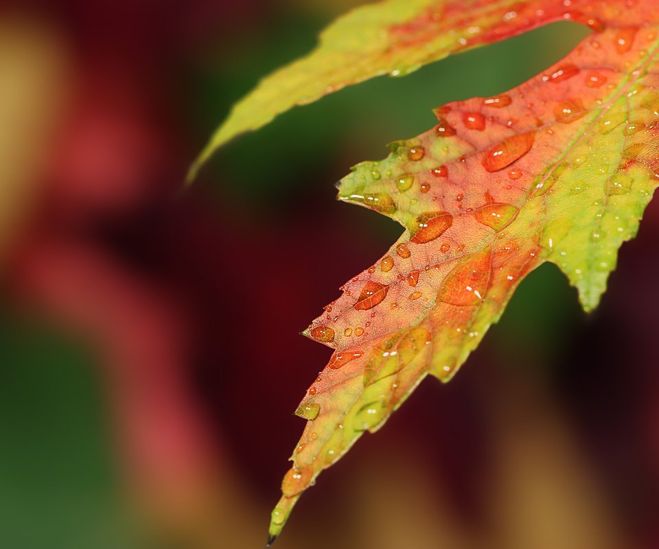 Обои макро, капли, осень, лист, размытие, macro, drops, autumn, sheet, blur разрешение 1920x1200 Загрузить