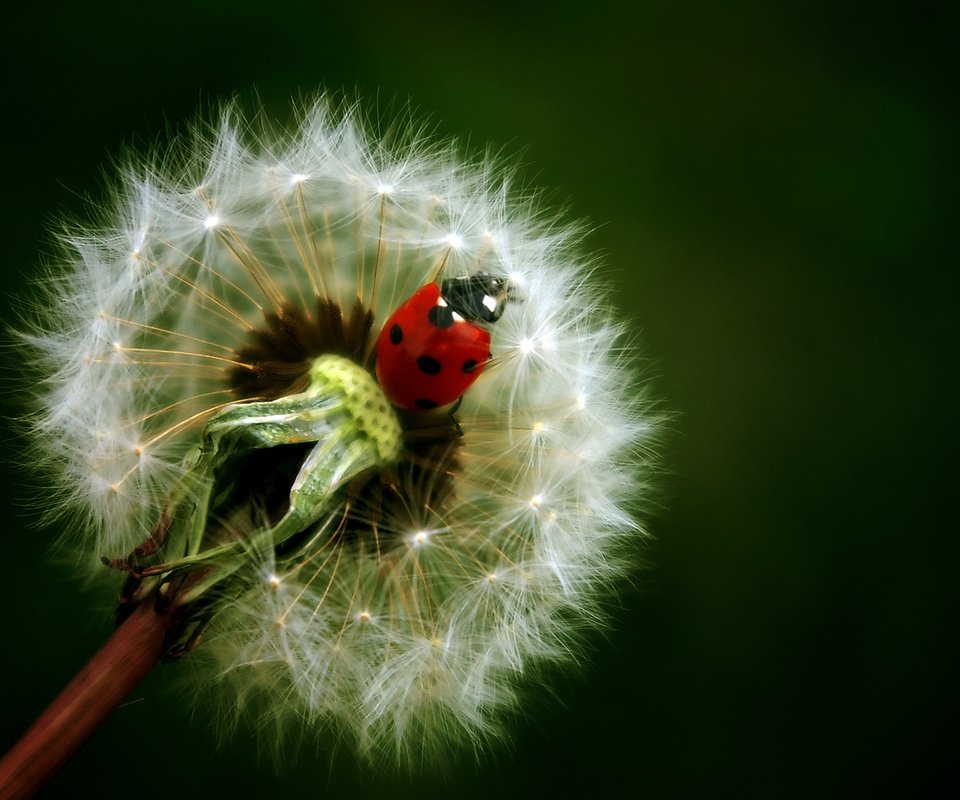 Обои фон, цветок, насекомые, божья коровка, одуванчик, background, flower, insects, ladybug, dandelion разрешение 1920x1200 Загрузить