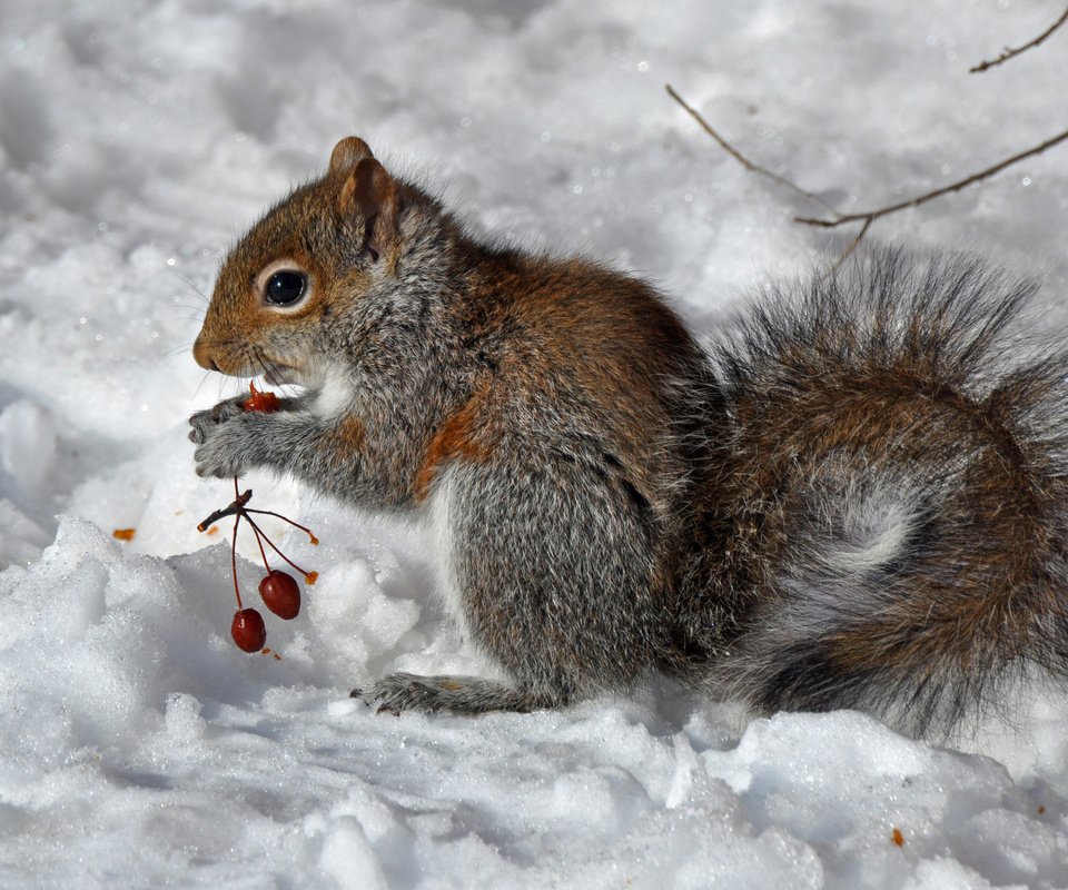Обои снег, зима, ягоды, животное, белка, зверек, белочка, грызун, snow, winter, berries, animal, protein, squirrel, rodent разрешение 1920x1291 Загрузить