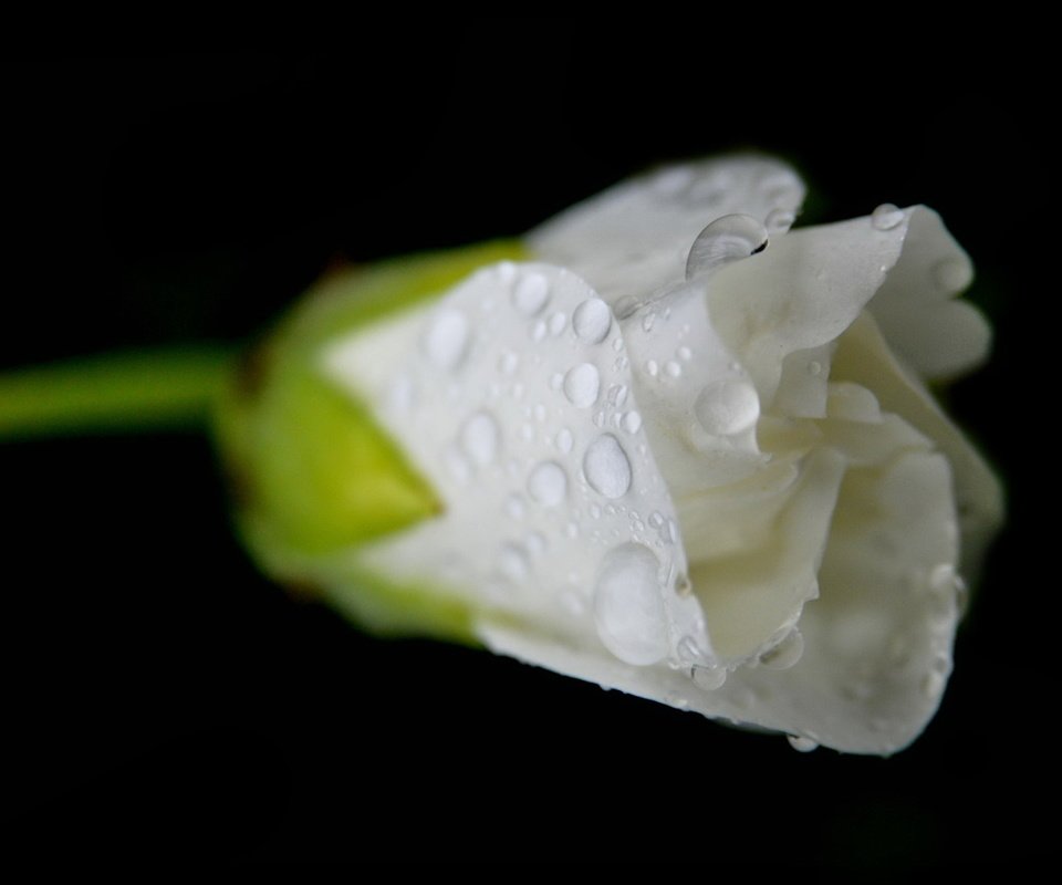 Обои цветок, роза, бутон, черный фон, белая, капли воды, flower, rose, bud, black background, white, water drops разрешение 1920x1200 Загрузить