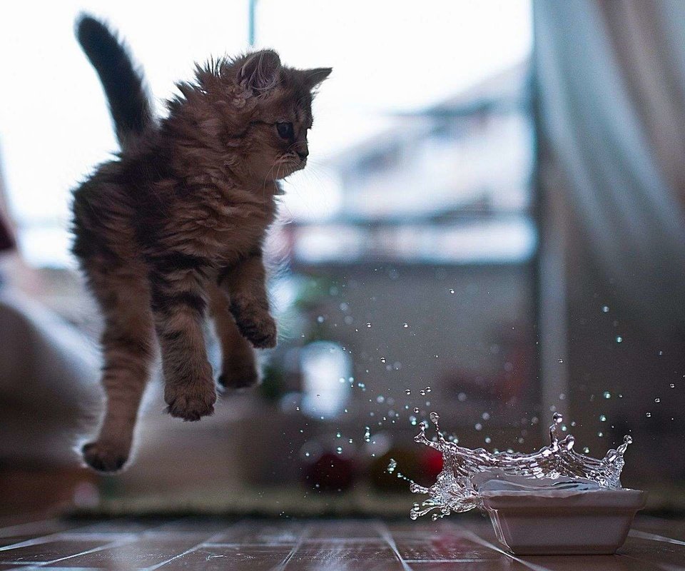 Обои вода, кот, кошка, котенок, брызги, прыжок, миска, water, cat, kitty, squirt, jump, bowl разрешение 1920x1200 Загрузить