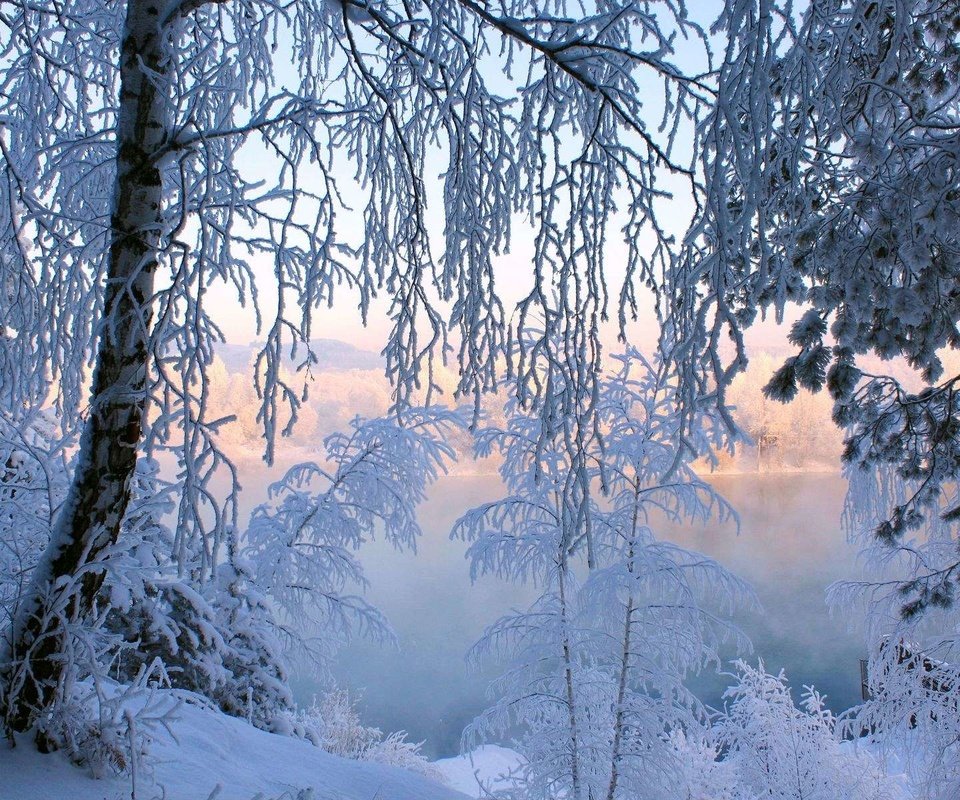 Обои деревья, снег, лес, зима, иней, trees, snow, forest, winter, frost разрешение 1920x1200 Загрузить