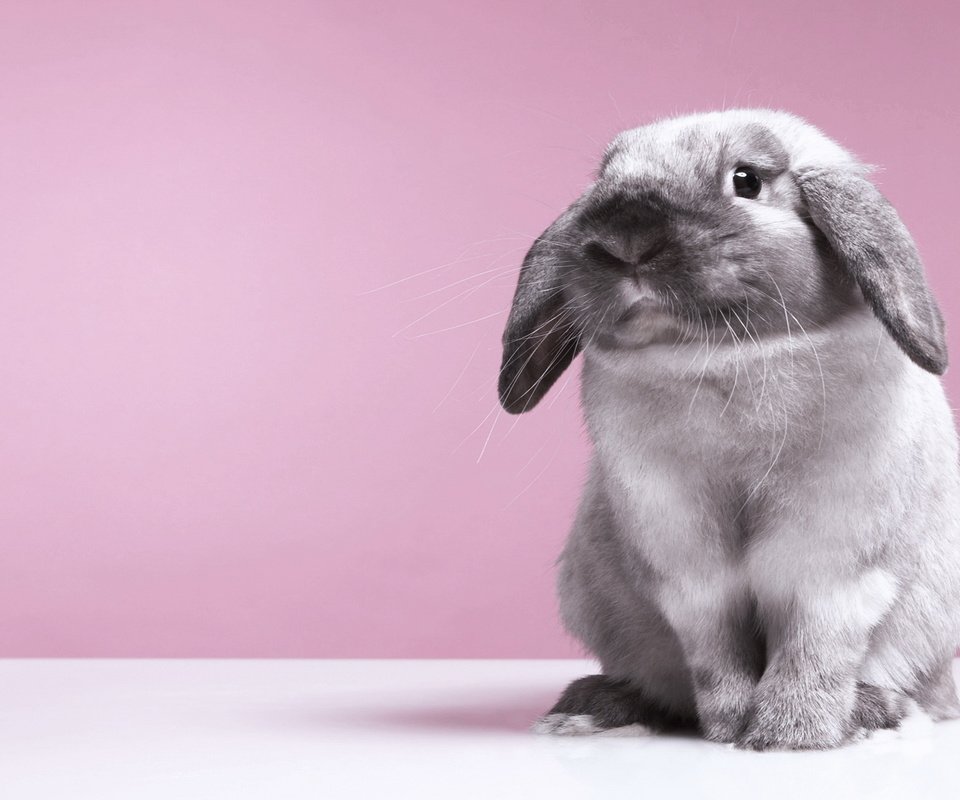 Обои фон, кролик, заяц, background, rabbit, hare разрешение 1920x1200 Загрузить