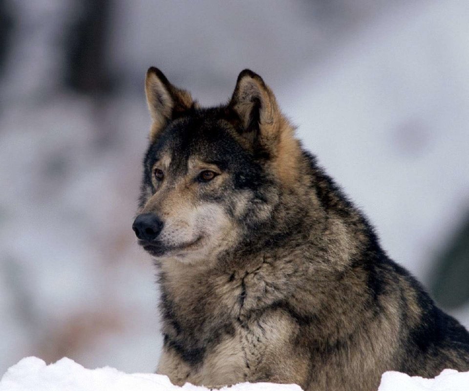 Обои снег, природа, зима, хищник, волк, snow, nature, winter, predator, wolf разрешение 1920x1200 Загрузить